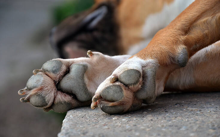  Κτηνωδία στη Πάτρα: Οδηγός έσερνε αλυσοδεμένο σκύλο