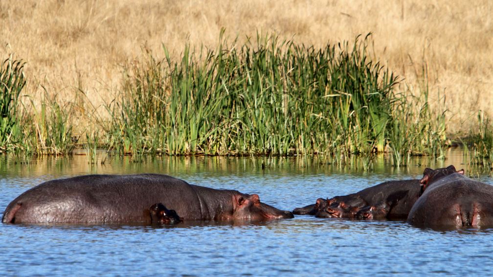 ippopotamos