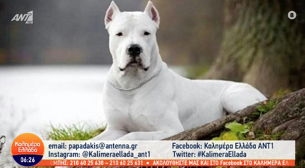  Χαμός στο Κεφαλάρι: Dogo Argentino κατασπάραξε σκυλάκι – Περαστικός τον πυροβόλησε και τον σκότωσε