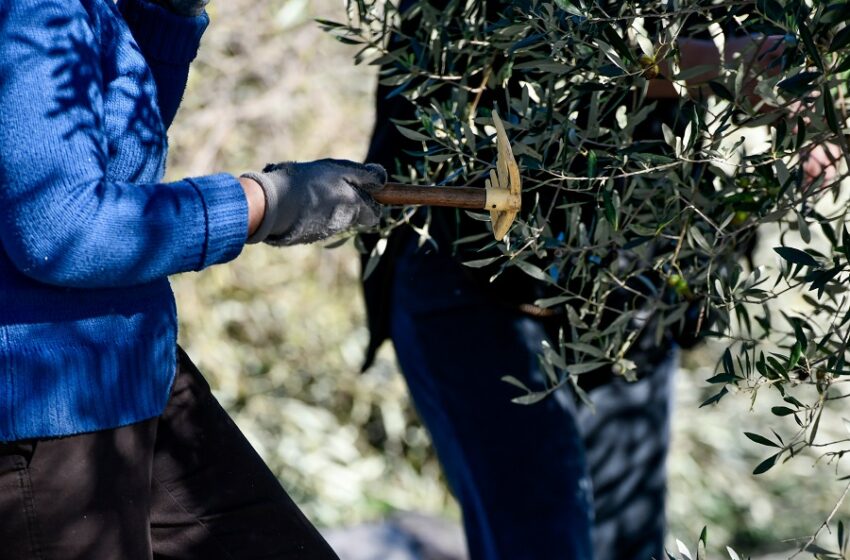  Μεσσηνία: Κλέβουν ελιές από τα χωράφια και ελαιόλαδο από τα σπίτια
