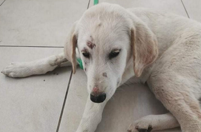  Πάτρα: Άντρας έδεσε σκύλο με αλυσίδα και τον έσερνε στο δρόμο – Του επιβλήθηκε πρόστιμο 30.000 ευρώ