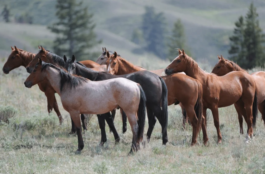  Κτηνωδία στο Όρος Πεταλά: Άγνωστοι πυροβολούν και σκοτώνουν άλογα