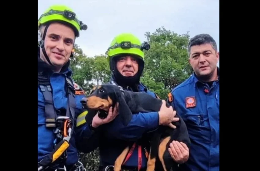  Εύβοια: Άνδρες της 7ης ΕΜΑΚ έσωσαν σκυλίτσα που έπεσε σε χαράδρα