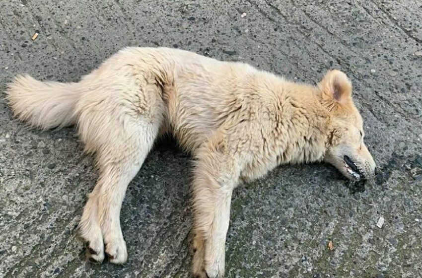  Κτηνωδία στο Βαρθολομιό: Ασυνείδητοι σκότωσαν με φόλες σκύλους και γάτες – Οργισμένοι οι κάτοικοι