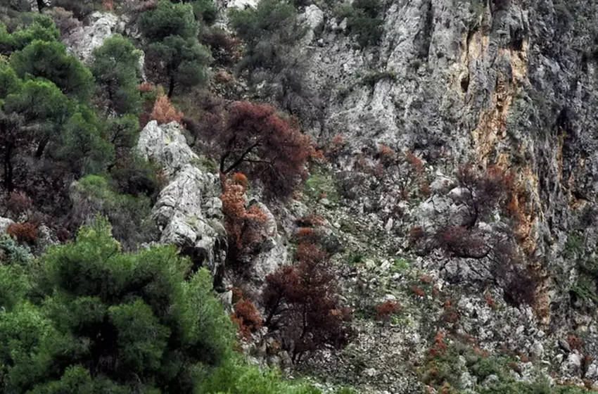  Φυλή: Επιχείρηση ανάσυρσης άνδρα στη Μονή Κλειστών – Χτυπήθηκε από βράχο, βαριά τραυματισμένος