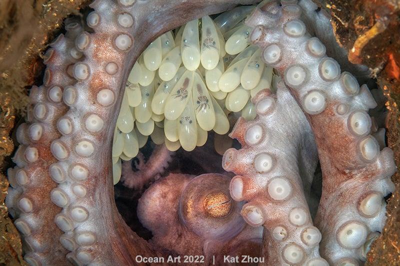 Η καλύτερη υποβρύχια φωτογραφία του 2022 – Μια τρυφερή “μαμά χταπόδι” που προσέχει τα αυγά της (εικόνες)