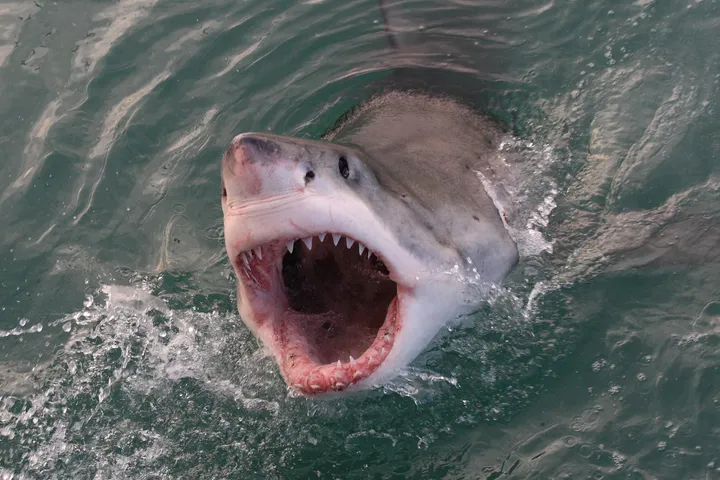  Μεξικό: Λευκός καρχαρίας αποκεφάλισε δύτη μπροστά σε ψαράδες