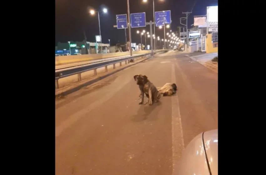  Κρήτη: Ραγίζει καρδιές ο σκύλος που θρηνεί για τον νεκρό τετράποδο φίλο του – Συγκλονιστικό βίντεο
