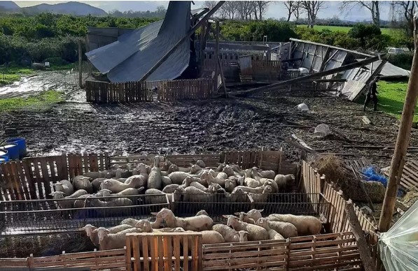  Μεσολόγγι: Ανεμοστρόβιλος χτύπησε κτηνοτροφική μονάδα και σκότωσε 10 πρόβατα – Τεράστιες ζημιές