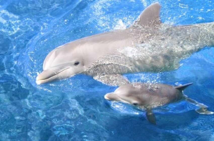  Νέα Υόρκη: Τα δελφίνια επέστρεψαν στον ποταμό Μπρονξ μετά από έξι χρόνια (vid)