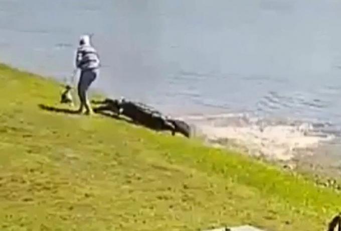  ΗΠΑ: Η στιγμή της επίθεσης αλιγάτορα σε 85χρονη στη Φλόριντα (vid)
