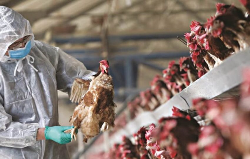  Ανησυχία από την εξάπλωση της γρίπης των πτηνών:  Σκέψεις για εμβολιασμό πουλερικών στην Ευρώπη