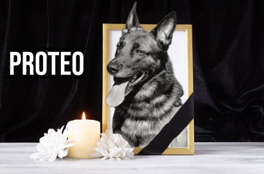  “Proteo-παρών”: Οι Μεξικάνοι τίμησαν σαν ήρωα τον σκύλο-διασώστη που πέθανε στην Τουρκία 