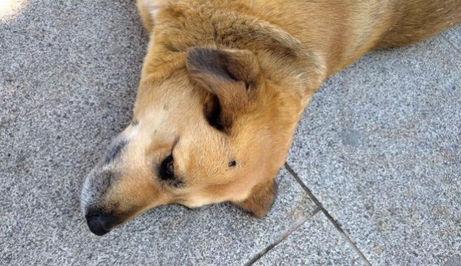  Φρίκη στις Σέρρες: Έσβησε το τσιγάρο του στο κεφάλι αδέσποτης σκυλίτσας (εικόνες)
