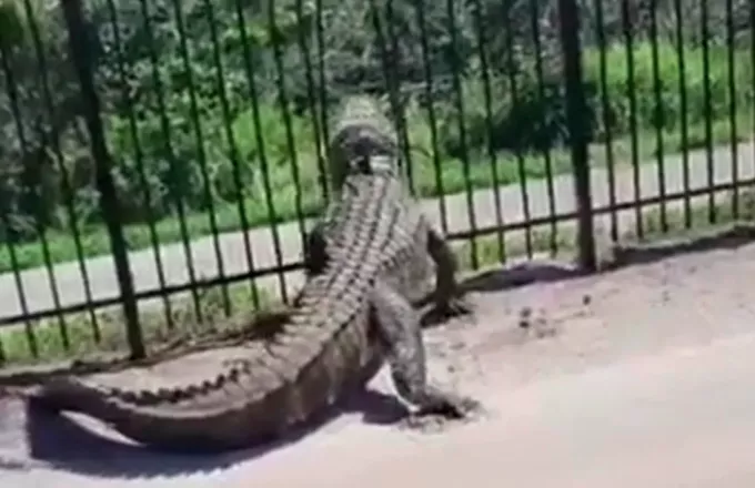 Viral: Το βίντεο με τον αλιγάτορα που λυγίζει τα κάγκελα μεταλλικού φράχτη