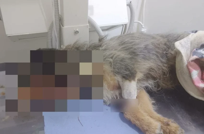  Φρίκη στη Σέρρες: Πυροβόλησε και πέταξε σκύλο στα σκουπίδια (εικόνες)