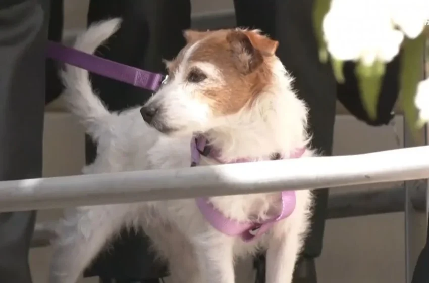  Συγκίνηση: Η ιστορία του σκύλου Τάβι που επέζησε από την σύγκρουση και έψαχνε τους ιδιοκτήτες του