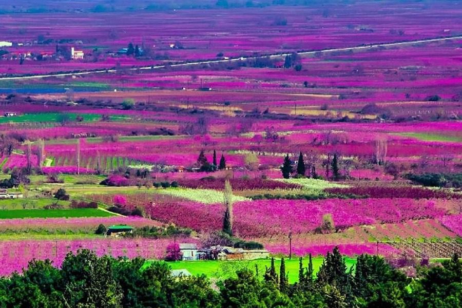 Ανθισμένες Ροδακινιές