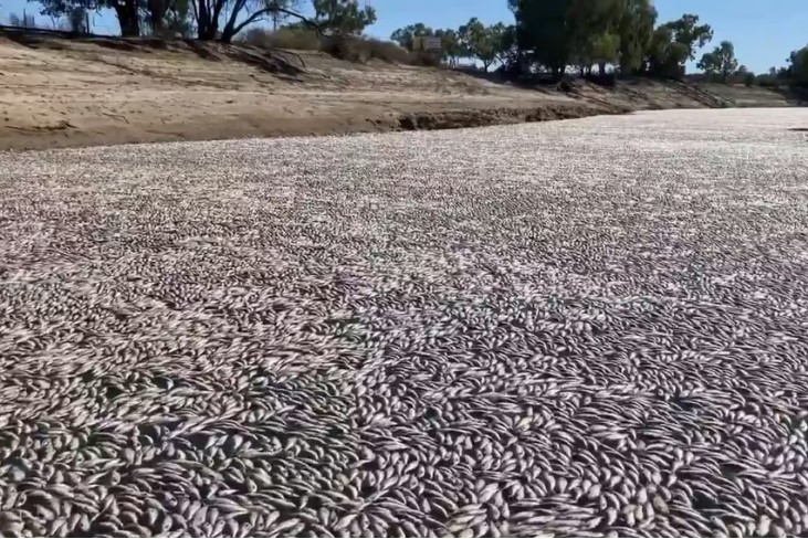  Αυστραλία: Εκατομμύρια νεκρά ψάρια σε μεγάλο ποταμό – Ισχυρός καύσωνας πλήττει τη χώρα (vid)