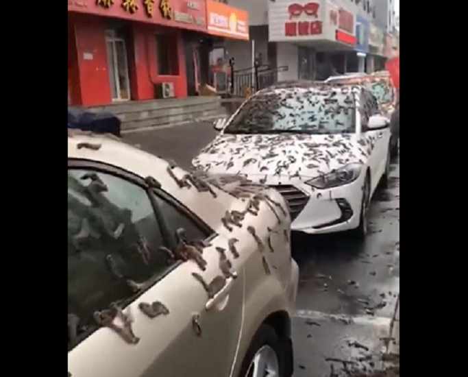  Βροχή σκουληκιών στην Κίνα: Που οφείλεται τελικά το σπάνιο φαινόμενο (vid)