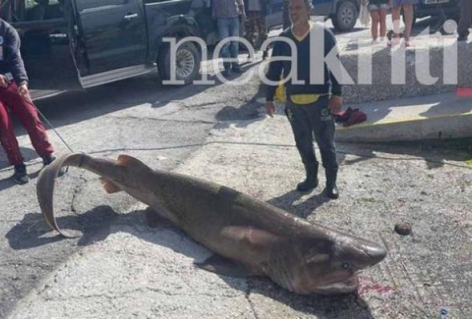  Κατακραυγή για την θανάτωση σπάνιου καρχαρία προς εξαφάνιση στην Ιεράπετρα (vid)