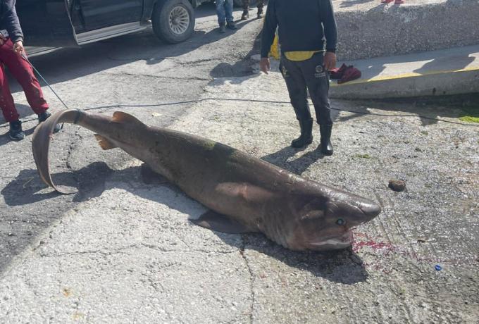  Έμπλεξαν οι ψαράδες στην Ιεράπετρα – Δικογραφία σε βάρος τους για το προστατευόμενο είδος καρχαρία (vid)