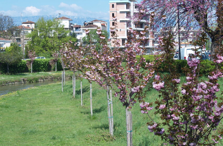  Sakura: Οι κερασιές της Ιαπωνίας ανθίζουν στα Τρίκαλα και μαγνητίζουν τους επισκέπτες