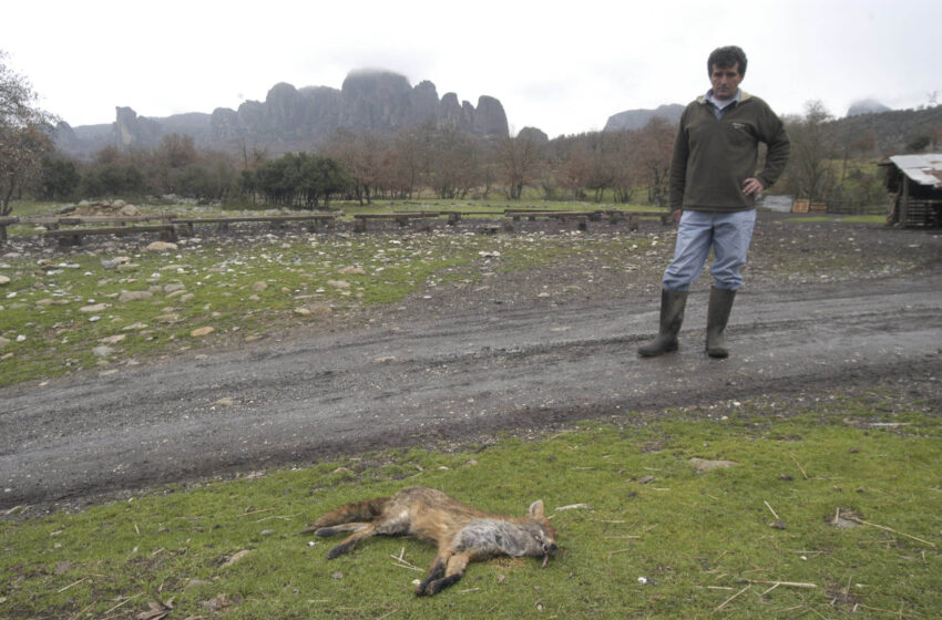  Κτηνωδία στην Εύβοια: Σκότωσαν με φόλες 10 σκυλιά