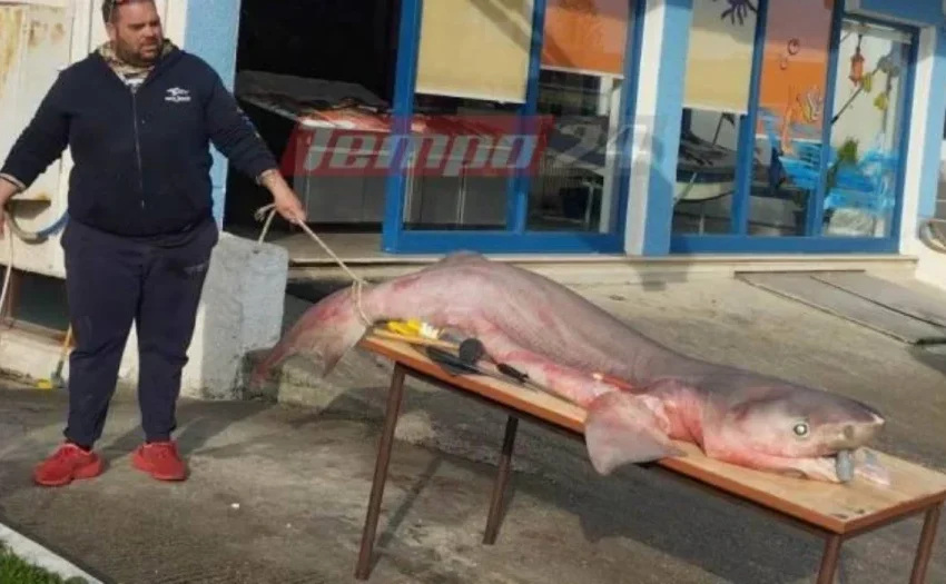  Ρίο: Πήγαν για ψάρεμα και έβγαλαν καρχαρία τριών μέτρων