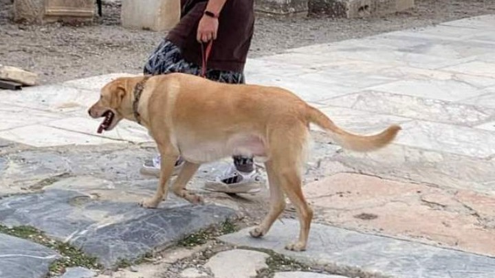  Απόφαση του ΚΑΣ: Σε ποιους αρχαιολογικούς χώρους επιτρέπονται τα κατοικίδια