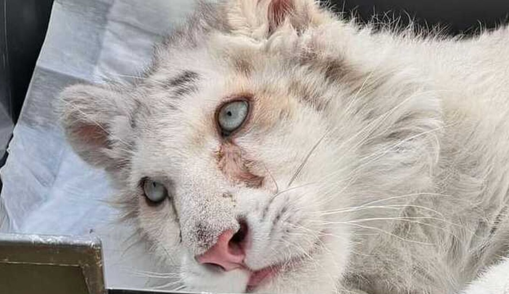 Καταγραφή 3