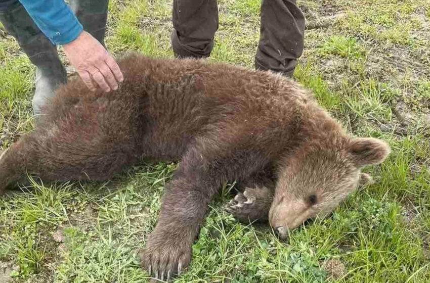  Απεγκλωβίστηκε θηλυκό αρκουδάκι σε παράνομη παγίδα στην περιοχή των Πρεσπών