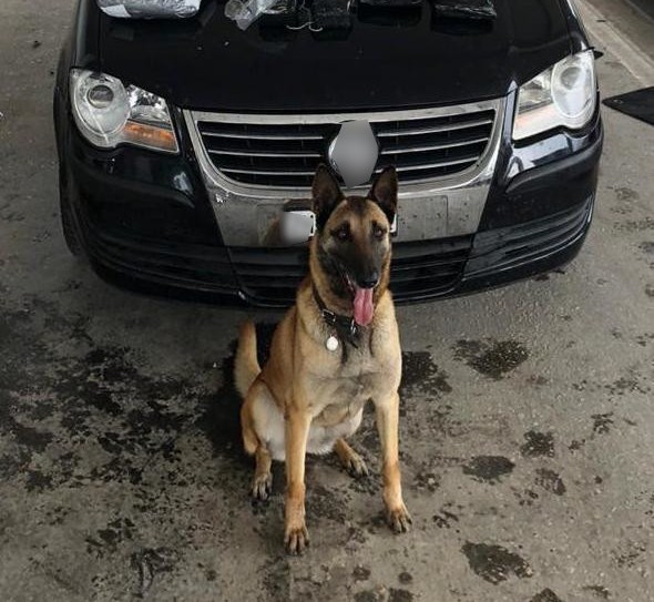  Έβρος: Η σκυλίτσα Λάικα εντόπισε κρυμμένα 27 κιλά κάνναβης – Συνελήφθη ο μεταφορέας
