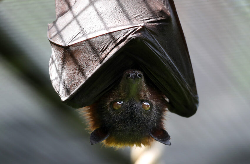  Γερμανία: Βρήκαν μαγειρεμένες νυχτερίδες μέσα σε φορτηγό