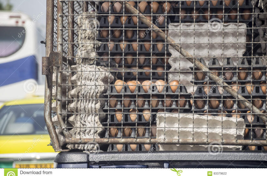  ΣΔΟΕ: Μπλόκο σε παράνομο φορτίο με “ελληνοποιημένα αυγά