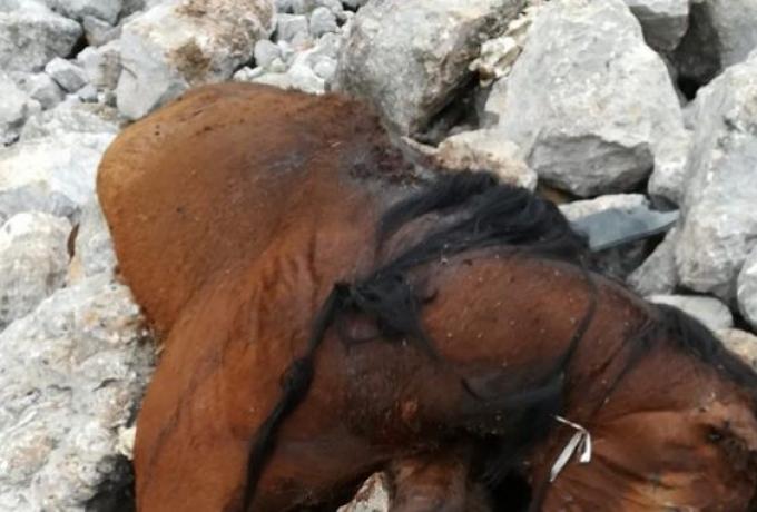  Οργή για τα νεκρά άλογα στην Πάρνηθα- Εικόνες φρίκης