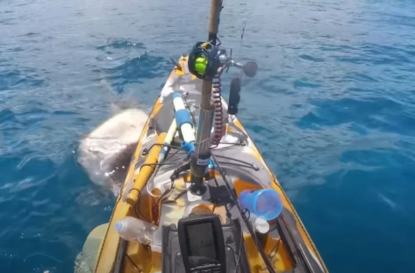  Βίντεο – σοκ: Η στιγμή που καρχαρίας επιτίθεται σε αλιευτικό 