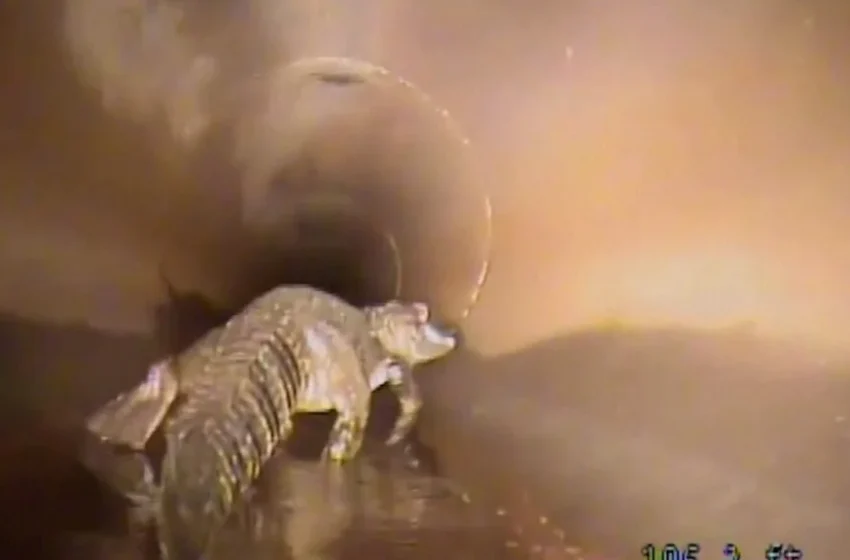  Φλόριντα: Ρομπότ κυνηγά αλιγάτορα σε σωλήνα (vid)