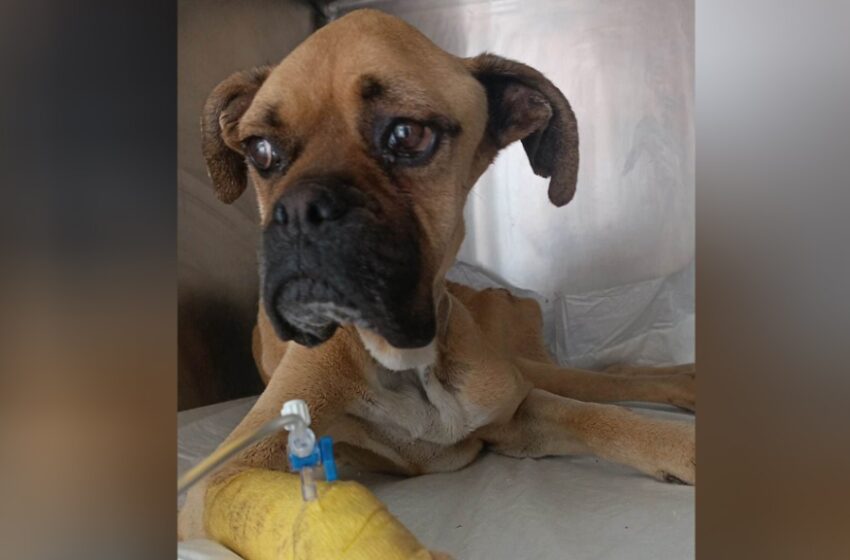  Ηλεία: Κρίσιμη η κατάσταση της σκυλίτσας που βρέθηκε σκελετωμένη – Κάλεσμα για βοήθεια (εικόνες, vid)