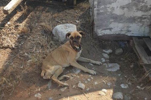  Ηλεία: Εικόνες σοκ με σκελετωμένο και αλυσοδεμένο σκυλάκι – Το βρήκαν τουρίστες