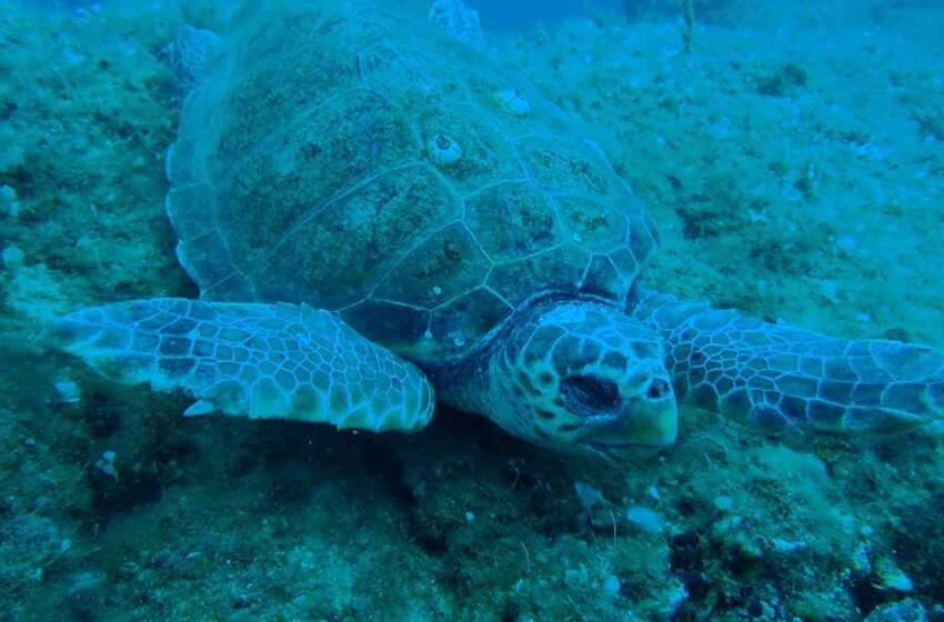  Κτηνωδία στη Νάξο: Βρήκαν στον βυθό σφαγμένη θαλάσσια χελώνα (εικόνες)