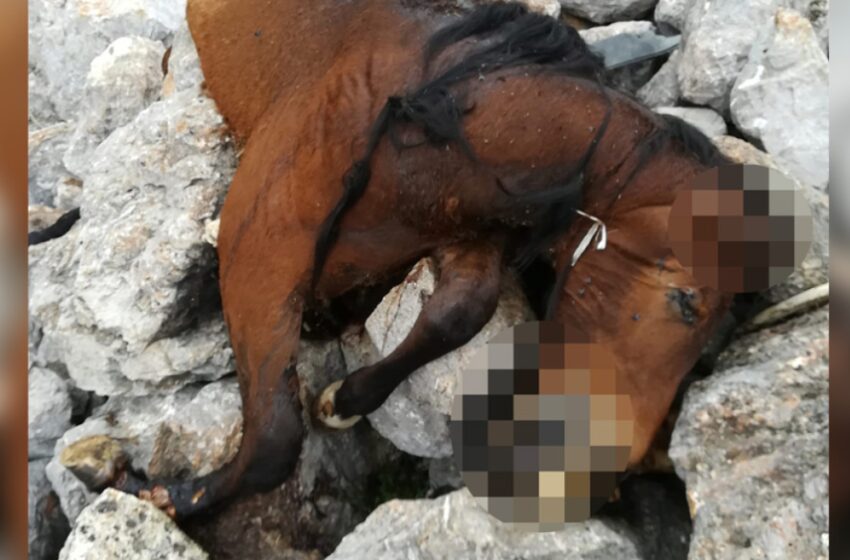  Πάρνηθα: Εικόνες φρίκης με νεκρά άλογα στο γκρεμό