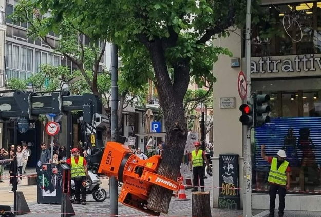  Θεσσαλονίκη: Αντιδράσεις για κοπή δέντρου σε κεντρικό δρόμο – Η απάντηση του Δήμου