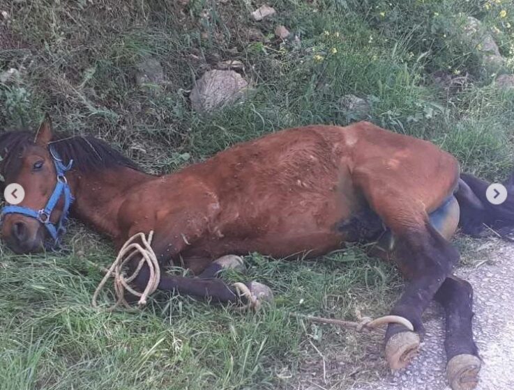  Οργή με τις εικόνες κακοποίησης αλόγου στη Τζια – Κρεμόταν εξαντλημένο