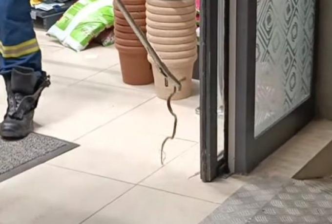  Βόλος: Φίδι “εισέβαλε” σε σούπερ μάρκετ (vid)