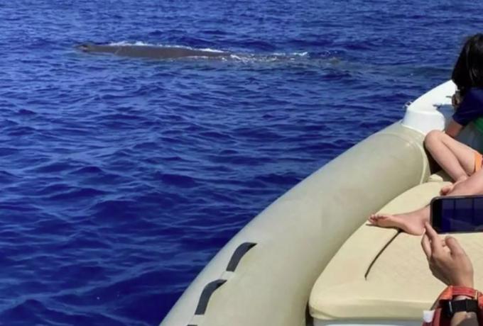  Φάλαινα παίζει σε απόσταση αναπνοής από φουσκωτό σκάφος στα Χανιά (εικόνες)