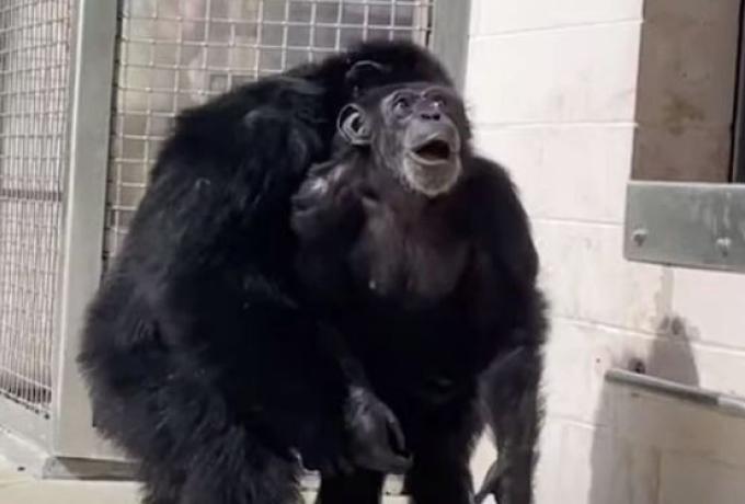  Χιμπατζής που ήταν φυλακισμένος όλη του τη ζωή βλέπει πρώτη φορά τον ουρανό (vid)