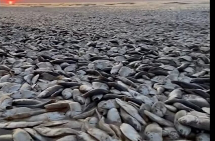  Η θάλασσα ξέβρασε χιλιάδες νεκρά ψάρια στο Τέξας (vid)