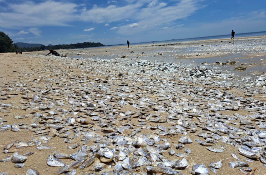  Ταϊλάνδη: Χιλιάδες νεκρά ψάρια ξεβράστηκαν σε παραλία