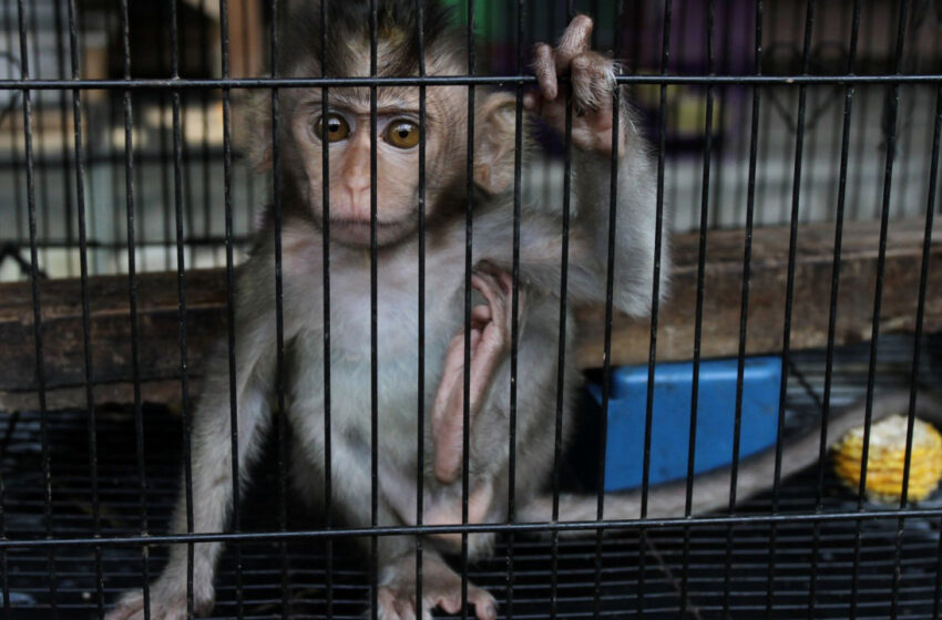  Αποκάλυψη φρίκη από BBC: Κύκλωμα σαδιστών βασάνιζε μαϊμούδες επί πληρωμή – “Θες με σφυρί ή με πένσα;” (vid)